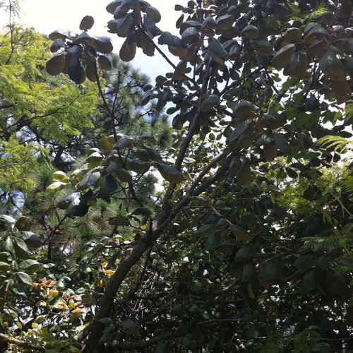 Quercus urbani — photo