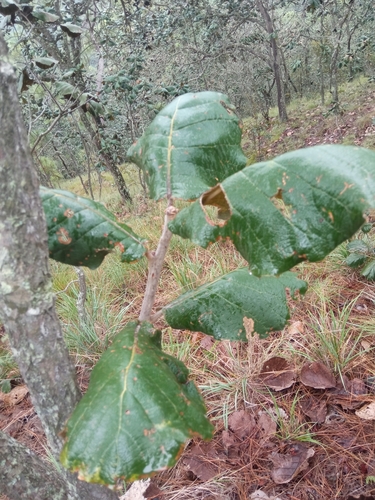Quercus urbani — photo