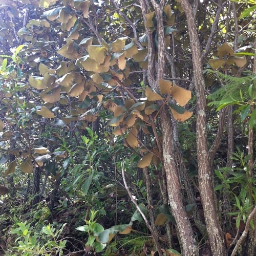 Quercus urbani
