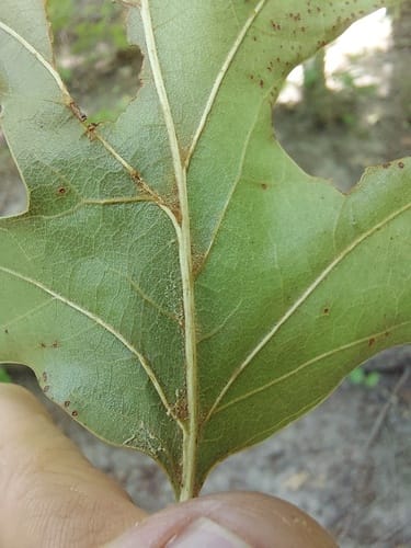 Quercus velutina (Black Oak) — photo