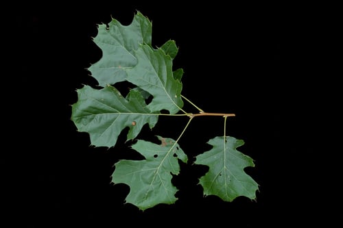 Quercus velutina