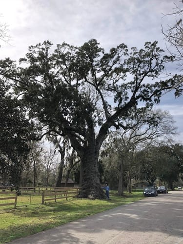 Quercus virginiana (Live Oak) — photo