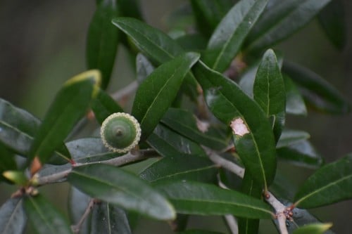 Quercus virginiana