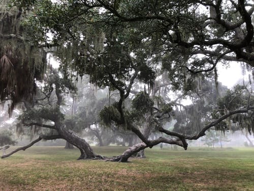 Quercus virginiana (Live Oak) — photo