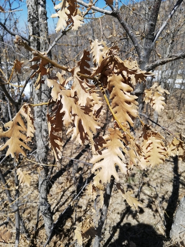 Quercus vulcanica — photo