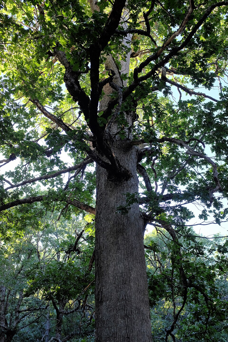 Quercus vulcanica — photo