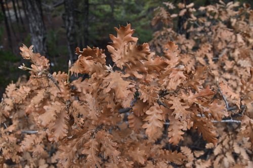 Quercus vulcanica