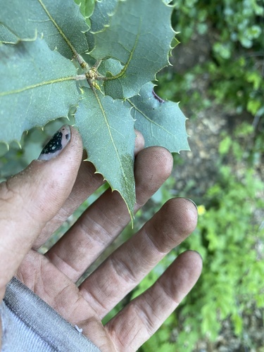 Quercus wislizeni (Interior Live Oak) — photo