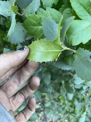 Quercus wislizeni (Interior Live Oak) — photo