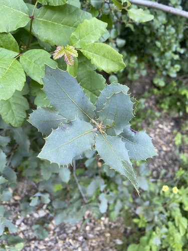 Quercus wislizeni