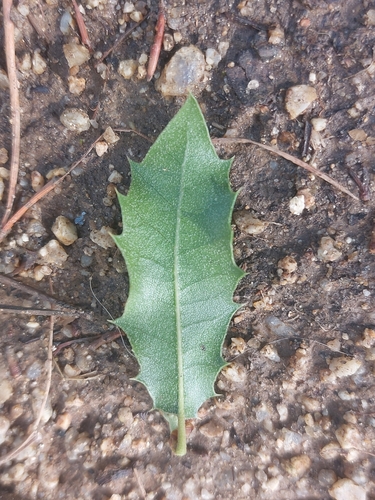 Quercus x auzandrii — photo
