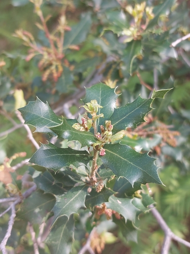 Quercus x auzandrii — photo