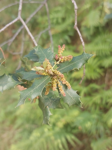 Quercus x auzandrii
