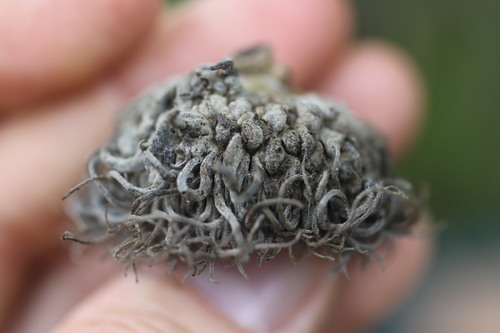 Quercus x bebbiana (Bebb's Oak) — photo