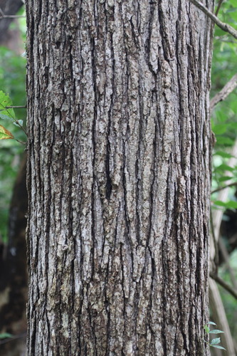 Quercus x bebbiana (Bebb's Oak) — photo
