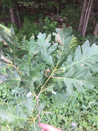 Quercus x bebbiana