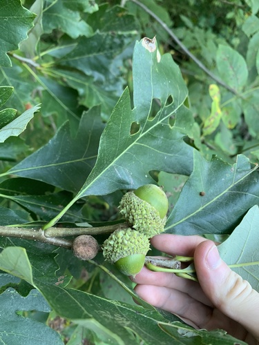Quercus x schuettei