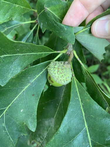 Quercus x schuettei (Schuettes oak) — photo