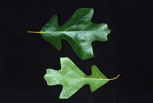 Quercus x sp. 1 (Ooti oak) — photo