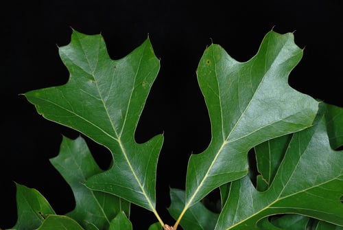 Quercus x sp. 1