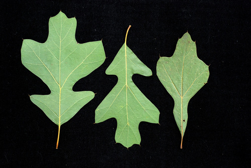 Quercus x sp. 2 (Compton's oak) — photo