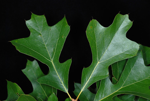 Quercus x sp. 2