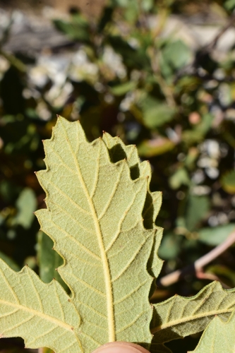 Quercus x undulata — photo