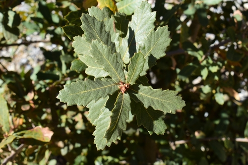 Quercus x undulata