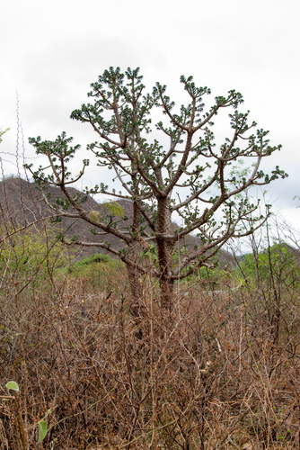 Quiabentia verticillata (Verticillate quiabentia) — photo
