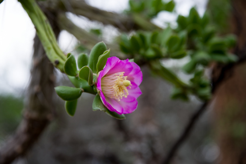 Quiabentia verticillata (Verticillate quiabentia) — photo