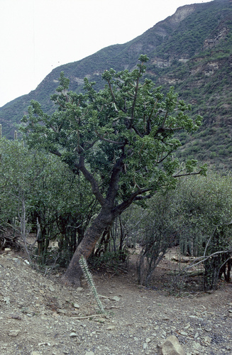 Quiabentia verticillata