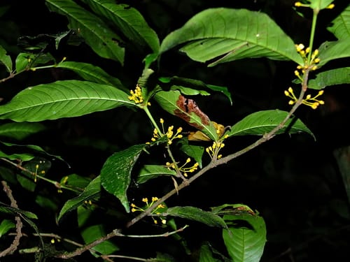 Quiina guianensis (Wokunse) — photo