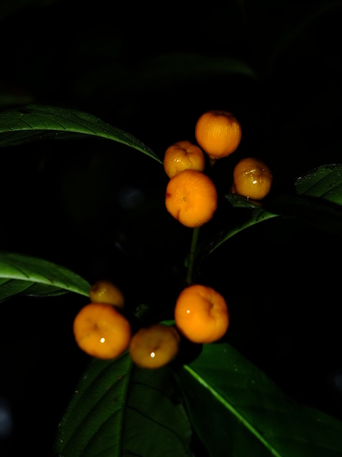 Quiina guianensis