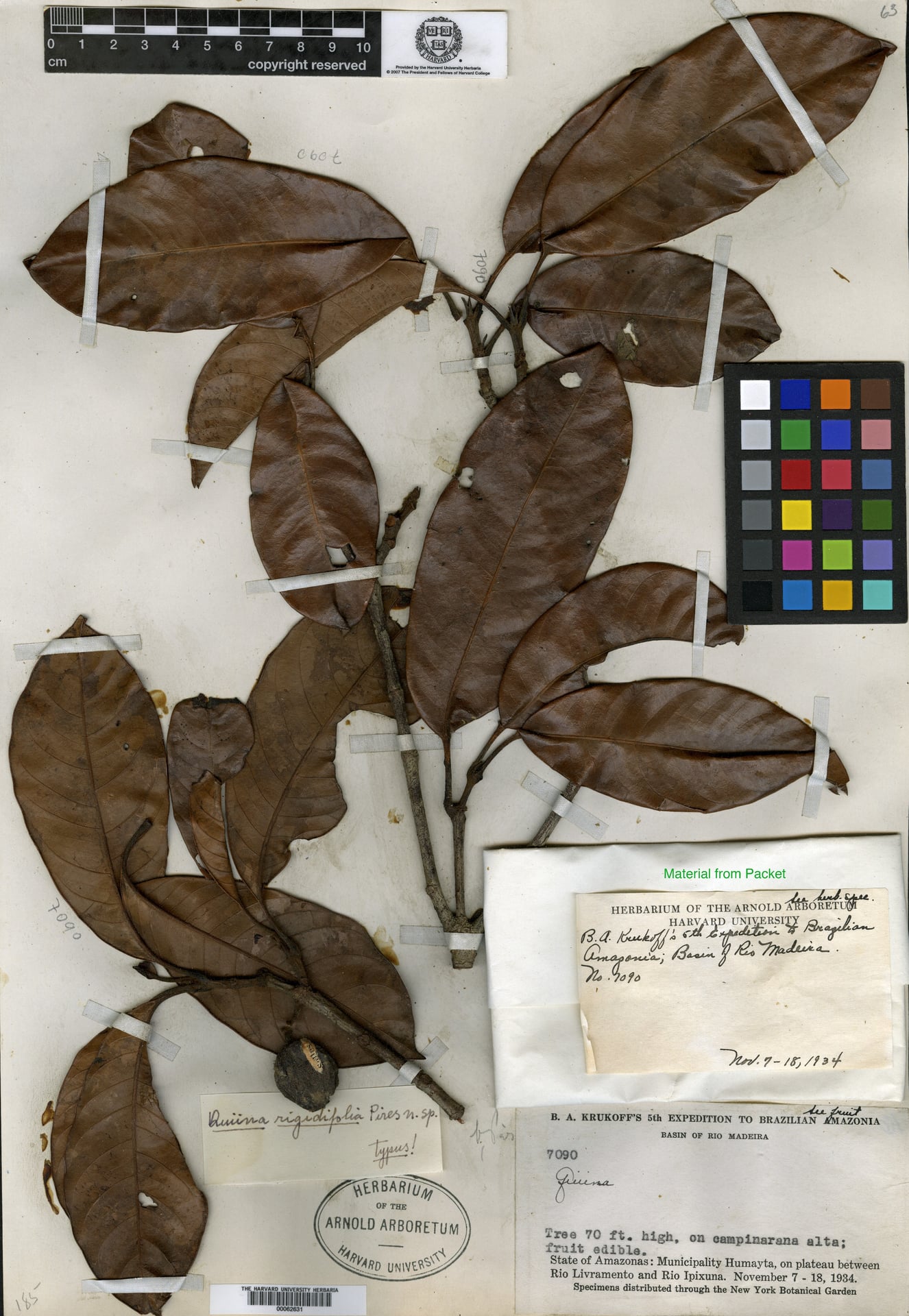 Quiina integrifolia (Entire leaf quiina) — photo