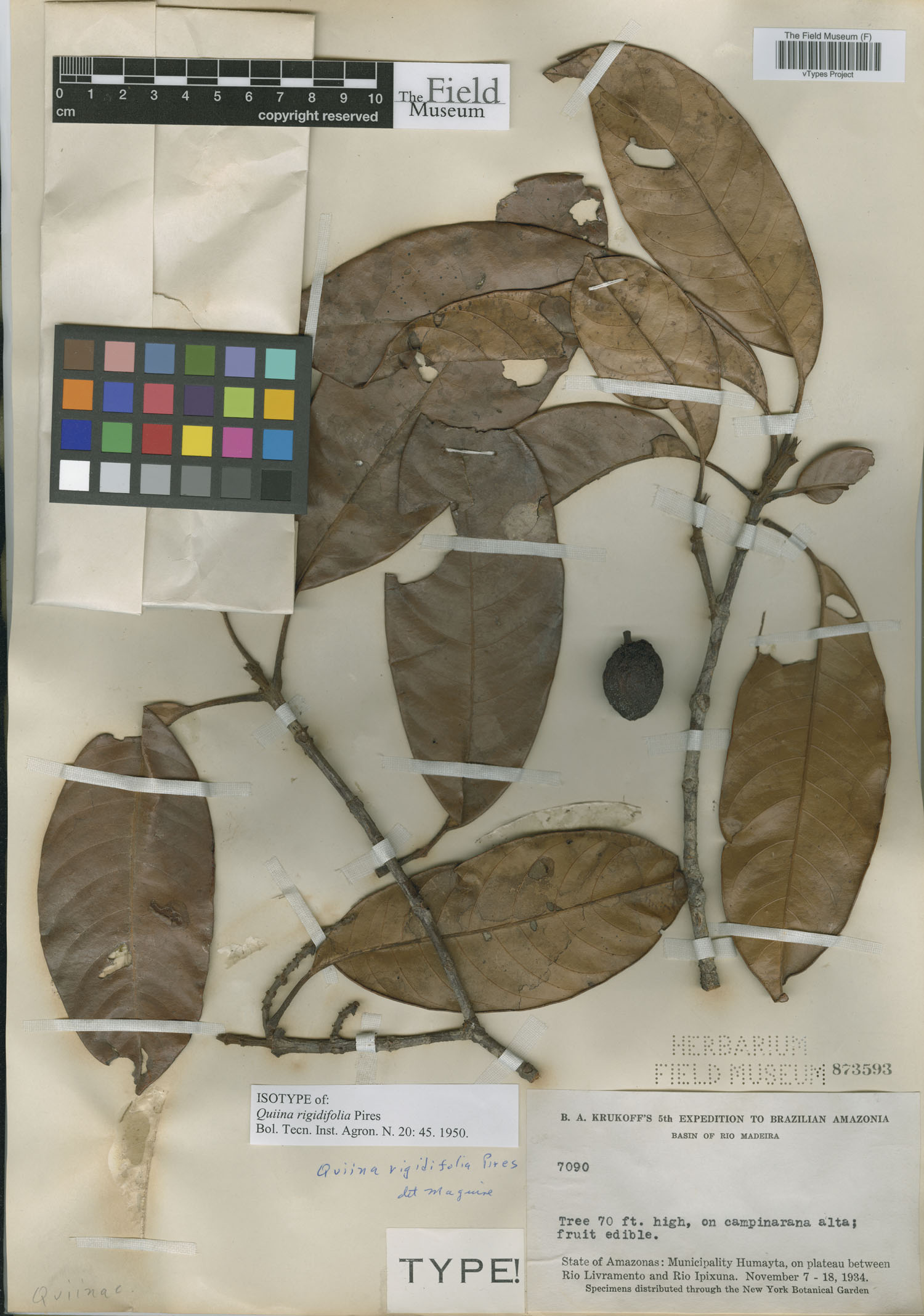 Quiina integrifolia