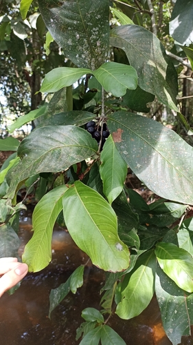 Quiina macrophylla (Bigleaf quiina) — photo