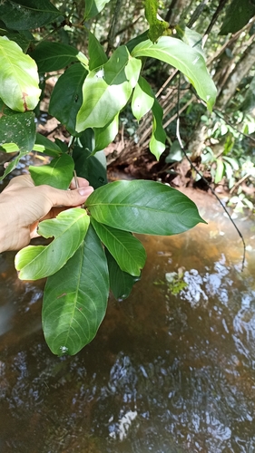 Quiina macrophylla (Bigleaf quiina) — photo