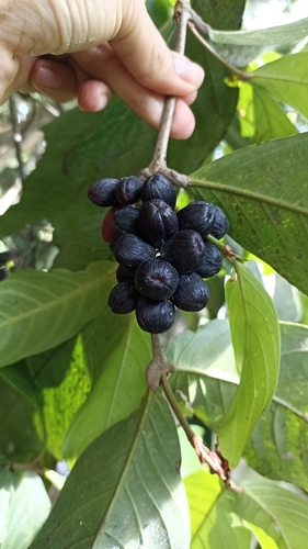 Quiina macrophylla