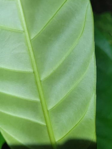 Quiina obovata (Hitsi Te) — photo