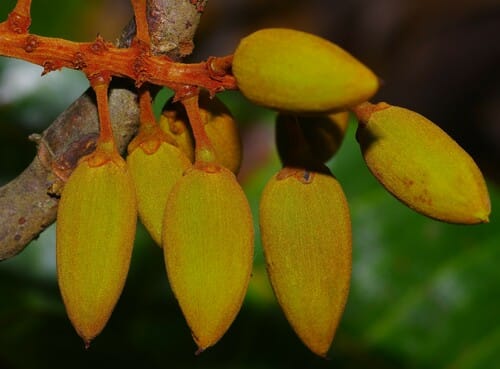 Quiina oiapocensis (Oiapoque quiina) — photo