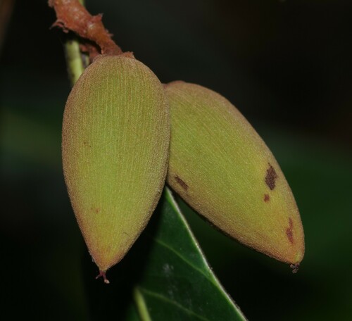 Quiina oiapocensis