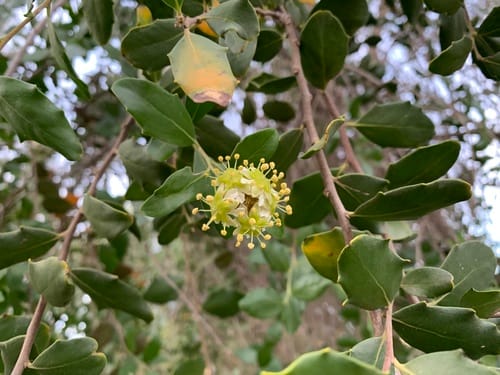 Quillaja saponaria (Soapbark) — photo