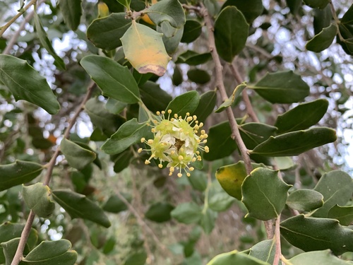 Quillaja saponaria