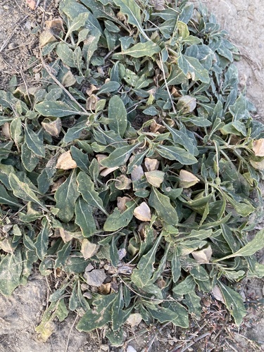 Quincula lobata