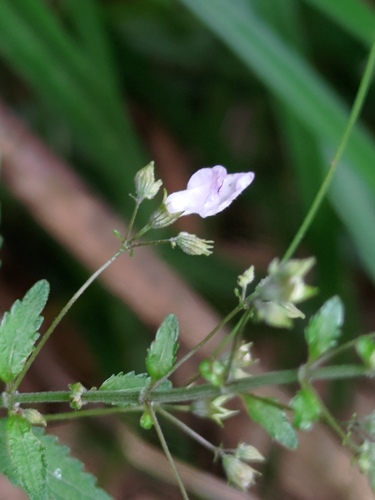 Rabdosia serra — photo