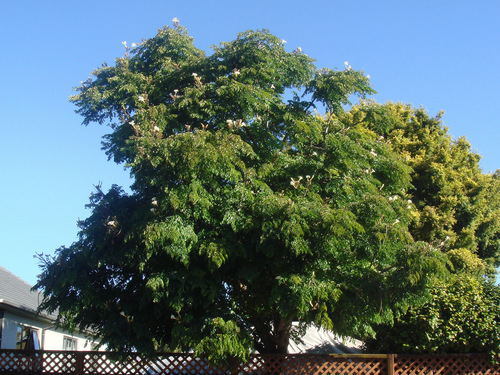 Radermachera sinica — photo