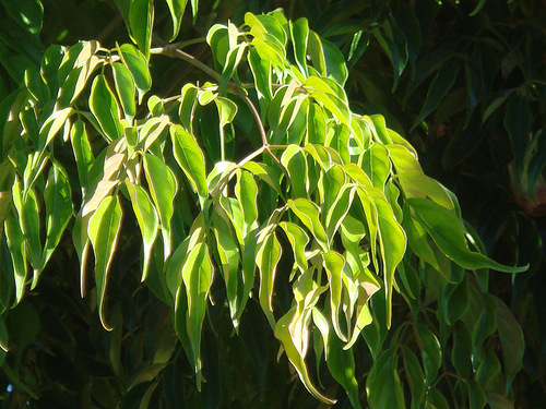 Radermachera sinica — photo