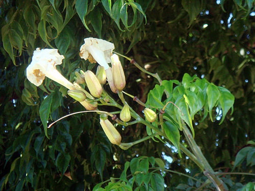 Radermachera sinica