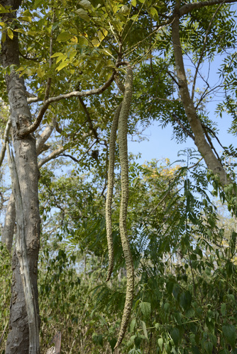 Radermachera xylocarpa (Padri tree) — photo