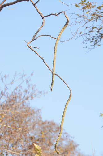 Radermachera xylocarpa (Padri tree) — photo